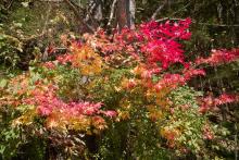 気功　飛騨の紅葉