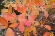 富士神社の紅葉　LX3