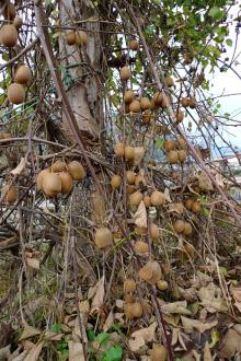 緑茶は脳梗塞を防ぐか　お茶